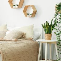 La planta que es muy fácil de conseguir y que te ayuda a dormir mejor