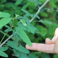 Mimosa pudica: conocé la planta que no tolera que la toquen