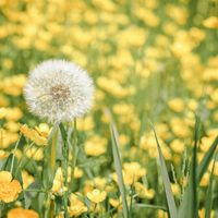 No la pises ni arranques de tu jardín: la planta que crece como maleza, pero es un tesoro para tus huesos