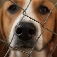 Comenzará a regir un registro de cuidadores irresponsables y maltratadores de animales