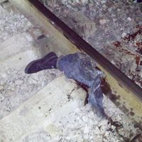 Lunes rojo en Jalisco: asesinan a ocho personas