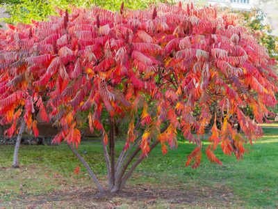 3 árboles pequeños, frondosos y coloridos que podés plantar en tu vereda y que realzan tu hogar