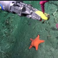 La estrella de mar "culona" que es furor en las redes