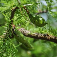La planta comestible que quizá no conocés y que es re valiosa para la naturaleza