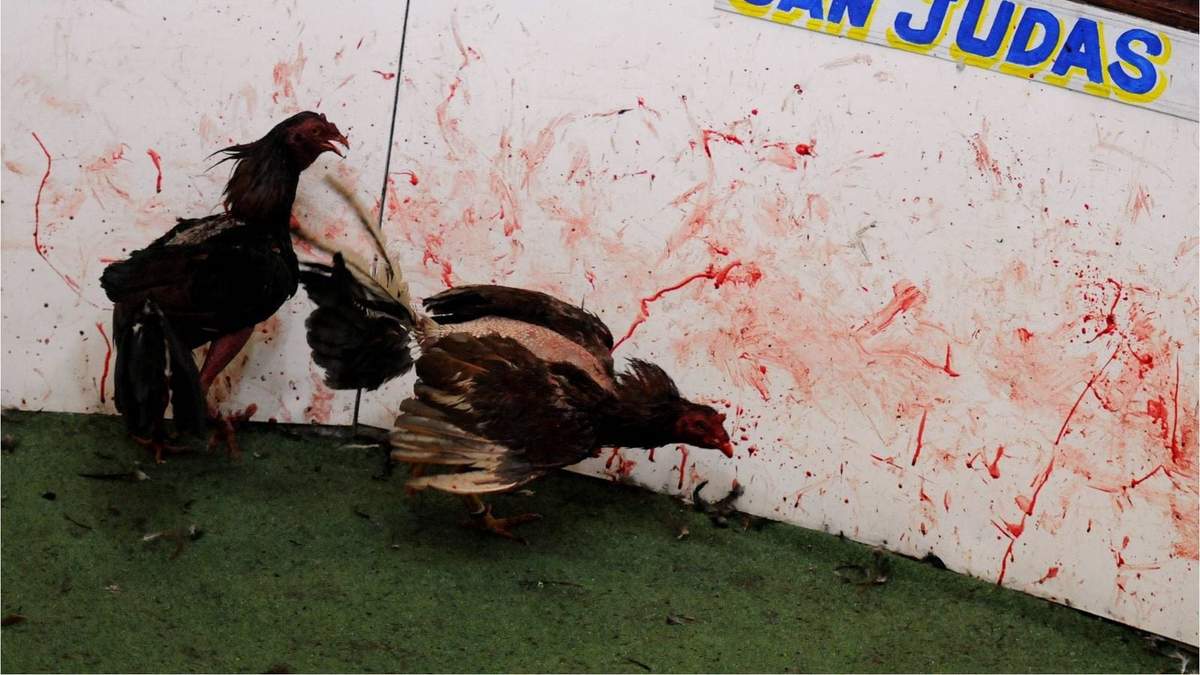 Pelea de Gallos