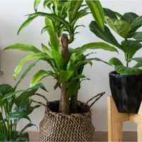 Multiplicá tu Palo de Agua con esta técnica viverista: tips y consejos para no fallar en el intento
