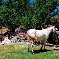 Recuperaron un caballo robado de un campo en Las Ovejas y será devuelto a su familia