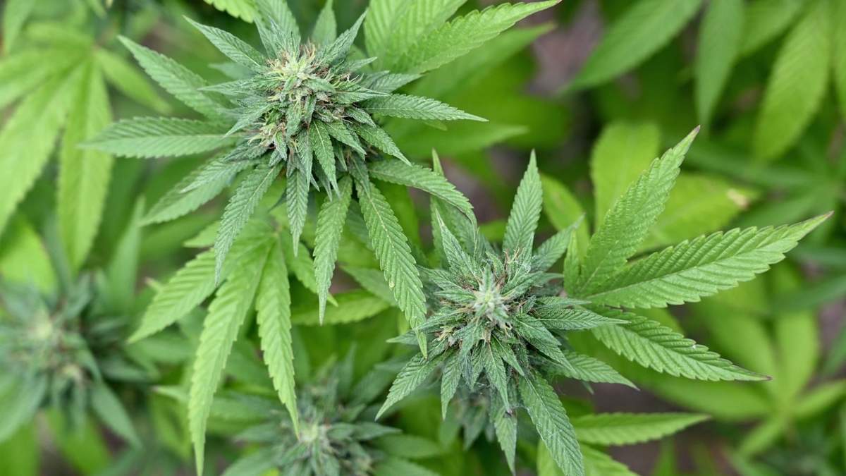 Cannabis (foto: Twitter).