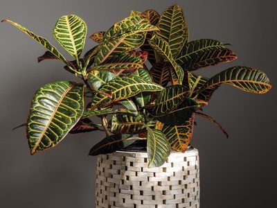La planta de bajo mantenimiento que demuestra que no hacen falta flores para llenar tu casa de alegría