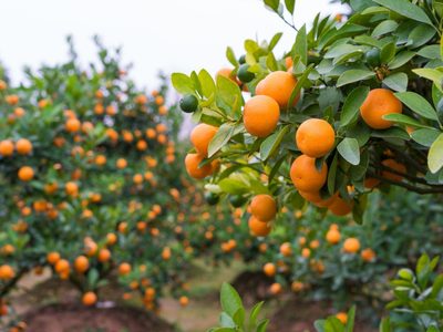El árbol frutal que necesita muy pocos cuidados y podés cultivar perfectamente en maceta