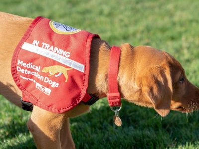 Científicos entrenan a perros para que a través del olfato detecten a los infectados por coronavirus