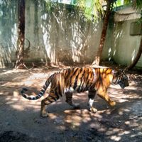 Aseguran un tigre de bengala que escapó en diciembre de una casa en Chetumal