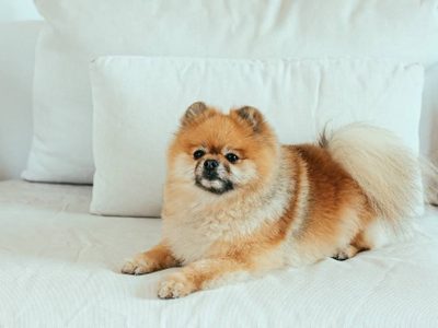 Curiosidades del Pomerania: el perro más leal y obediente que eligen muchos famosos