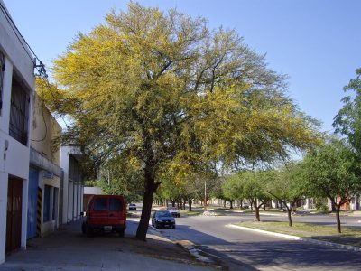 Una joya natural: el árbol de bajo mantenimiento que ayuda a prevenir la tos, gripe y resfriados