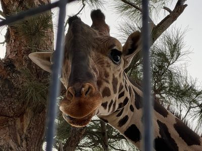 Jueza ordena trasladar a la jirafa Benito a Africam Safari de Puebla