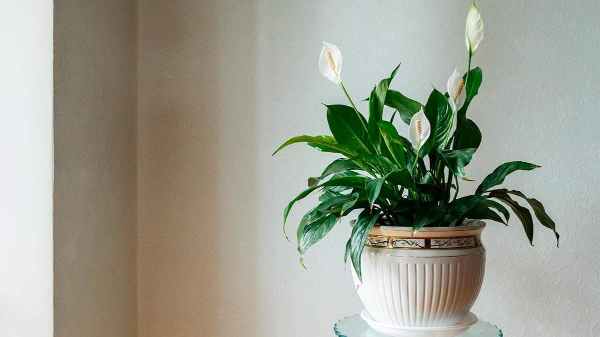 Planta. Fuente: (Instagram)