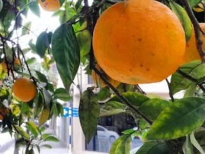Proponen consumir naranjas agrias de los árboles de las calles