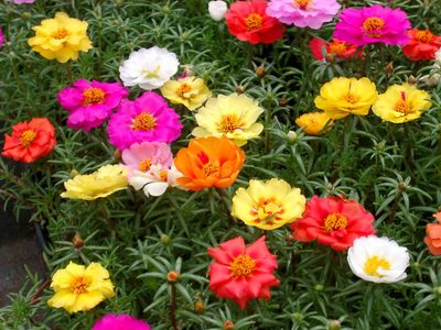 Belleza tropical: la suculenta que parece de seda y que vas a querer tener en tu living