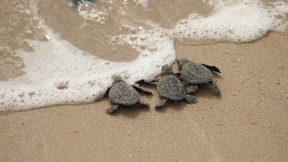 En 365 días, Tamaulipas avanza en salvaguardar recursos naturales y proteger a la flora y fauna