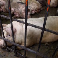 Hidalgo se convierte en el primer estado en dar protección a animales en granjas