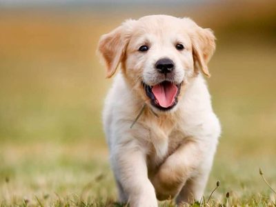 Curiosidades sobre los Golden Retriever, los perros más dóciles y cariñosos