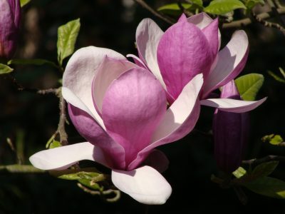 Lo que callan los viveristas: la forma más fácil de reproducir un árbol de Magnolios en tu jardín