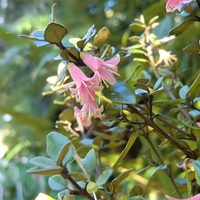 La planta de moda que florece en pleno invierno, necesita poca agua y resiste muy bien a las plagas: tomá nota