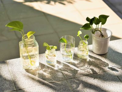 Atención principiantes: las plantas de pocos cuidados que crecen rápido en agua y son tendencia en decoración