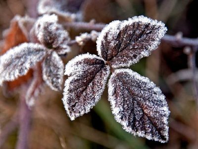 Prepará el mejor fertilizante para que las plantas resistan en invierno: 4 ingredientes y en 15 minutos