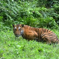India registró en 2021 la mayor cantidad de muertes de tigres en una década