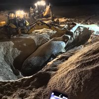 Ballena jorobada muere varada en Mazatlán