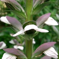 La planta de hojas gigantes que ama el frío y que le dará un toque exótico a tu jardín