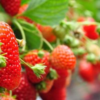 El secreto de la abuela para evitar que le salga moho a las frutillas y resistan más tiempo