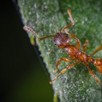 Las enseñanzas de las hormigas