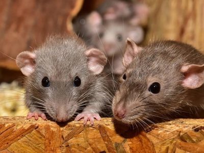 Con este alimento tan común podés preparar una trampa para alejar cucarachas y ratones de tu casa