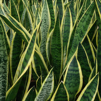 Como una experta viverista: mirá este dato para reproducir tu planta Sansevieria y tener un jardín rozagante