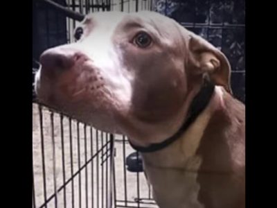 "Luna", la pitbull de Karla, joven presa acusada de matar a su madre y tío, será puesta en adopción
