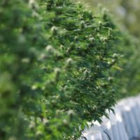 El INTA y Ciencia Sativa inscribieron una nueva variedad de semilla denominada Cannawine