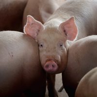 Pudieron trasplantar dos riñones de cerdo modificados genéticamente a un hombre en Estados Unidos
