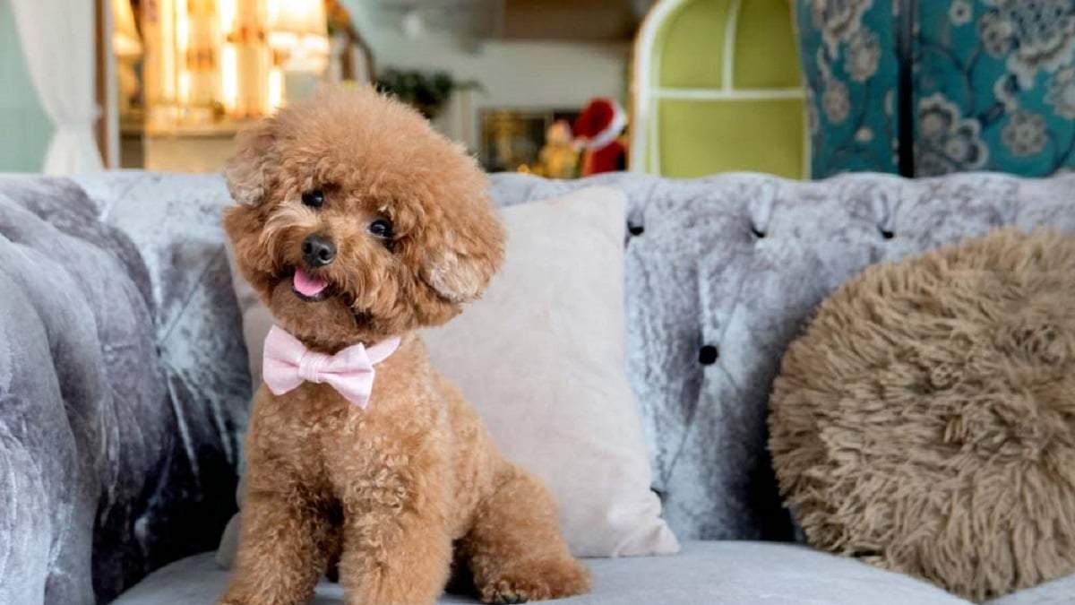 Curiosidades sobre el Caniche. Fuente: (X)