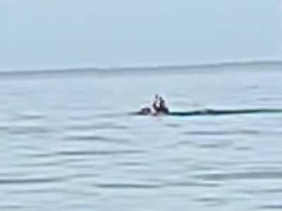 Captan en video el ataque mortal de un cocodrilo a un turista extranjero en playa de Zihuatanejo
