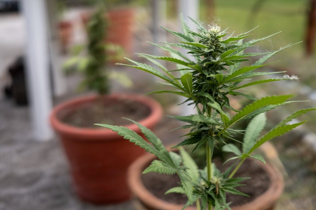 Planta cannabis Foto Alejandro Saldívar