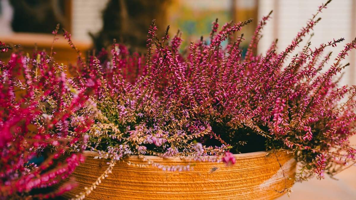 Plantas. Fuente: (Instagram)