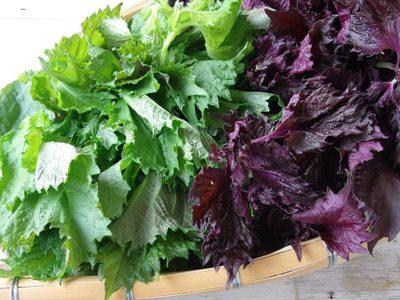 La planta violeta que se usa en sushi, ensaladas y limonadas y es fácil de cuidar