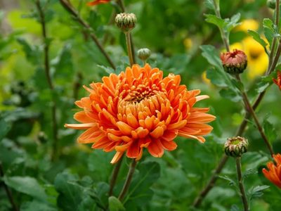 La planta que se llena de hermosas flores en otoño e invierno: mirá cuáles son sus cuidados