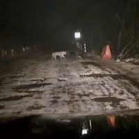 Captan a jaguar deambulando entre las obras del Tren Maya en Quintana Roo (Video)