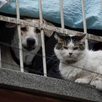 Avanza dictamen que reconoce a animales como seres sintientes en CDMX