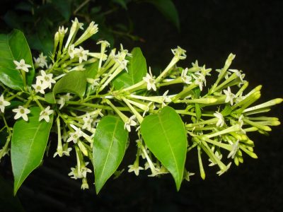 Cestrum nocturnum: cuidados y secretos de la planta más linda que florece solo de noche