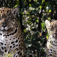 Histórico: nació el primer yaguareté silvestre en El Impenetrable