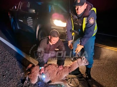 Rescataron a un guanaco joven que deambulaba por la Ruta 237, cerca de Villa Llanquín